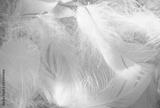 preview bw