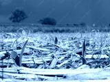 preview cold