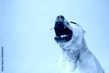 preview cold
