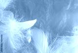 preview cold
