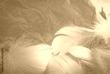 preview sephia