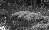 preview bw