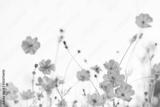 preview bw