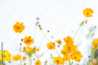 image to crop