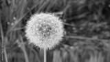 preview bw