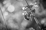 preview bw