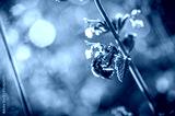 preview cold