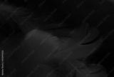 preview bw