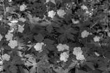 preview bw