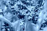 preview cold