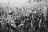 preview bw