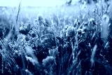 preview cold