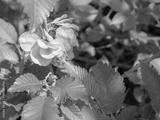 preview bw