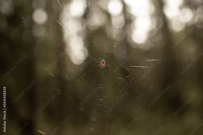 image to crop