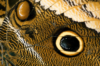 image to crop