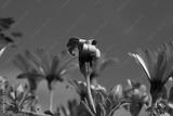 preview bw