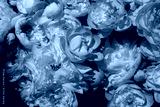 preview cold
