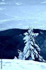 preview cold
