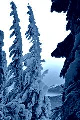 preview cold