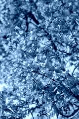 preview cold