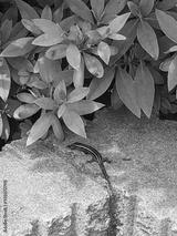 preview bw