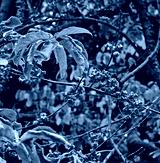 preview cold