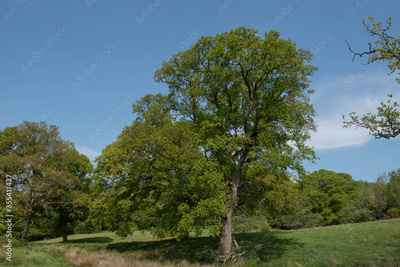 image to crop