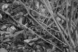preview bw