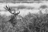preview bw