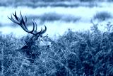 preview cold