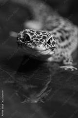 preview bw