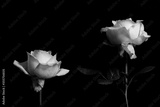 preview original
