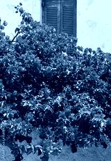 preview cold