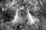 preview bw