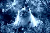 preview cold