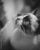 preview bw