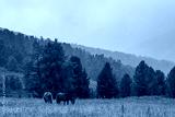 preview cold