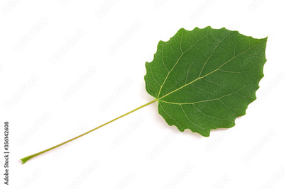 image to crop