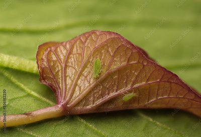 image to crop