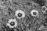 preview bw