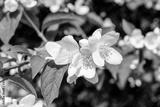preview bw