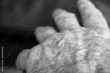 preview bw