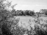 preview bw