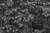 preview bw