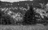 preview bw