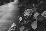 preview bw