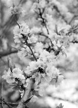 preview bw