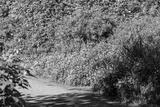 preview bw