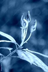 preview cold
