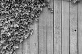 preview bw